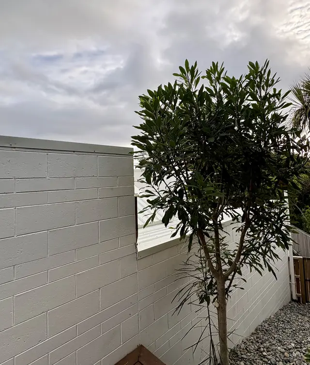 Before: the block wall and tree with no upper level yet