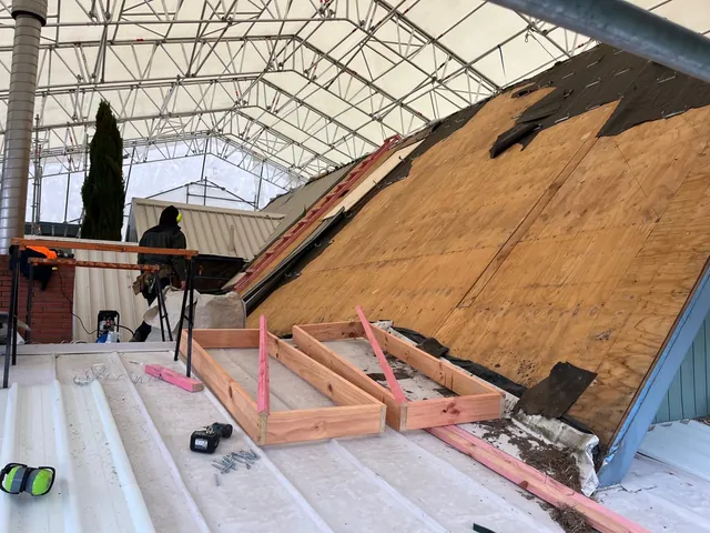Plywood going down over the roof framing, with new timber frames laid on the roof and a builder working nearby
